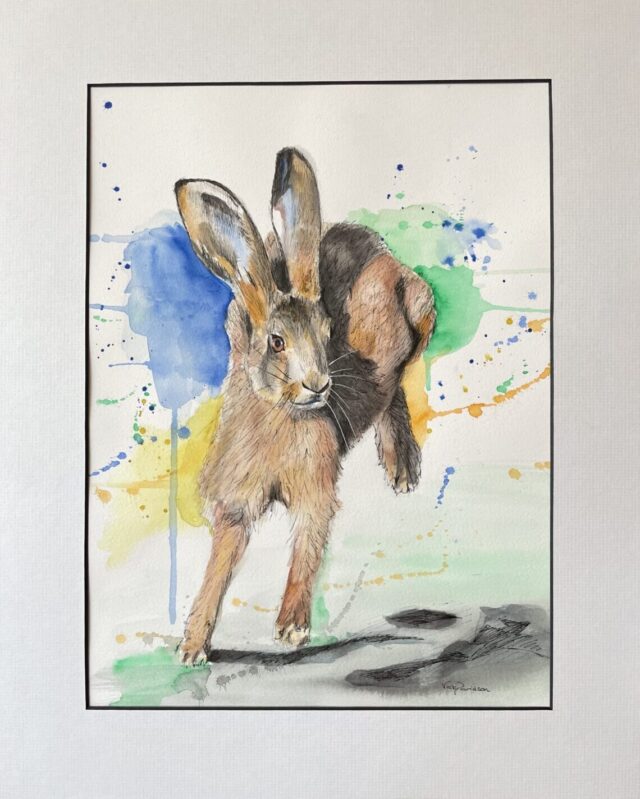 Mounted original watercolour painting of splashy hare