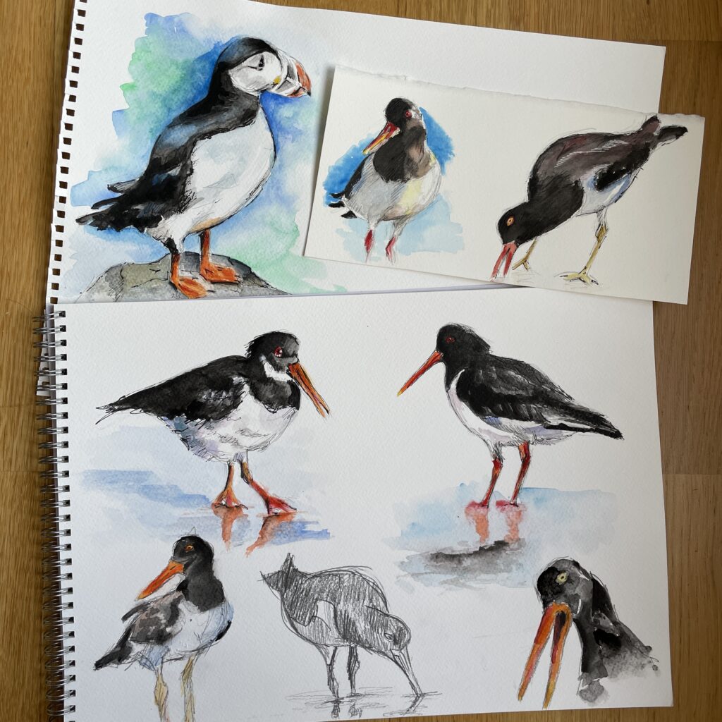 Seabird sketches